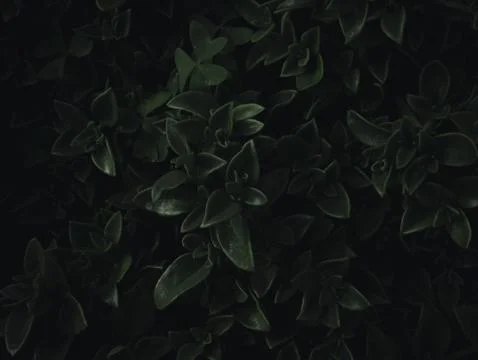 Close up shot of think leafs of a tree at night 스톡 사진
