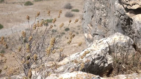 Close Shot of Thistles on Edge of Cliff Stock Footage 78248257