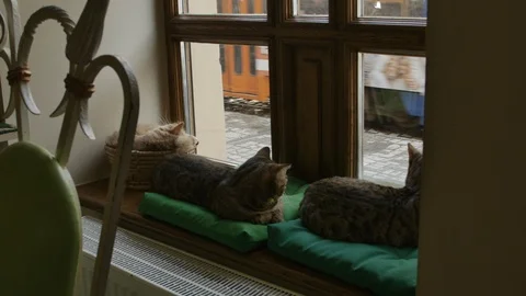 Close up shot of three cats sleeping on the window sill on ground floor. The 库存影片 102979438