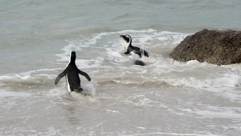 Close-up shot of three cute African penguins playing in the ocean, camera moving Video stock 128656262