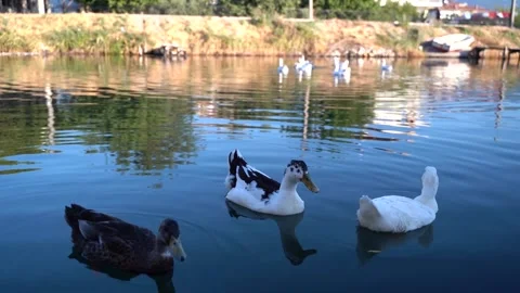 Close up shot of three ducks swims on calm lake. wild life in Turkey Stock Footage 153039426