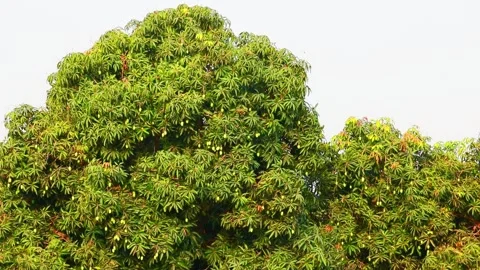 Close shot of three mango fruits hanging on mango tree,green Mango in a mango Stock Footage 154088027