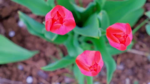 Close-up shot of three red tulips growing in the garden on a beautiful spring Video stock 150810520
