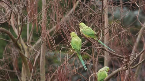 Close up shot of three Ringneck parrots calmly on leafless tree branch. Stock Footage 280745549
