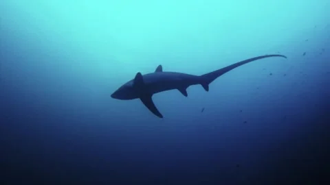 Close up shot of a thresher shark in the blue sea of Malapascua Stock Footage