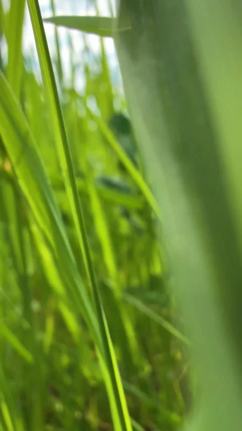Close-up shot through green grass Stock Footage 311046017