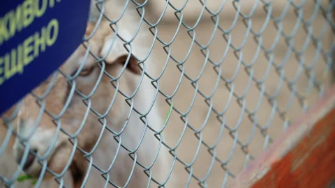 Close up shot through a wire fence of a goat being fed fresh green leaves by a Stock Footage 336838684