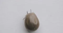 A fat tick laying on the back on a white, Stock Video