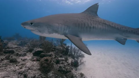 Close shot of a Tiger shark in clear water at tiger beach, Bahamas- 8k Stock-Footage 218469024