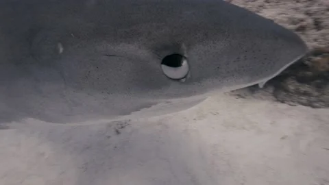 Close up shot of Tiger shark eye in clear water at tiger beach, Bahamas- 8k Stock Footage 218470160
