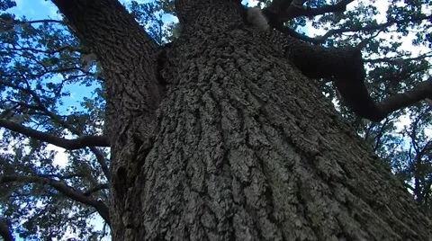 Close shot tilting up tree Video stock 45601966