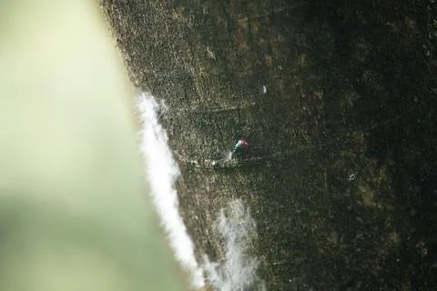 Close-up shot of a tiny bug on a tree trunk Foto stock