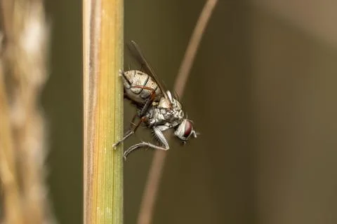 Close up shot of tiny fly on tall grass Stock Photos