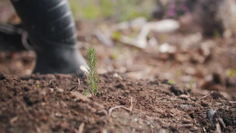 Close up shot of tiny green pine tree sprout, shoe boot compacting soil, Stock Footage 249329658