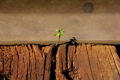 Close-up shot of a tiny green sprout growing between a wooden railway tie a.. Stock Photos