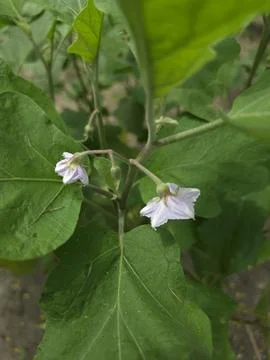 Close up shot of tiny light purple flowers budding on a vibrant green eggplan Stock Photos