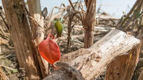 Close-up shot of a tiny red leaf between dried plants - survival concept. Stock Photos