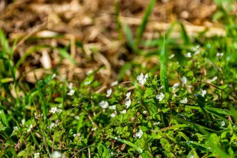 A close-up shot of tiny white flowers with an ant crawling on one of them and Stock Photos