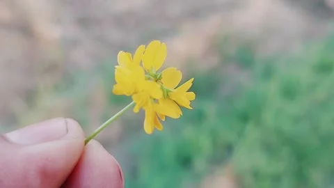 Close Up Shot Of Tiny Yellow Wildflowers Held In Hand 库存影片 333493629