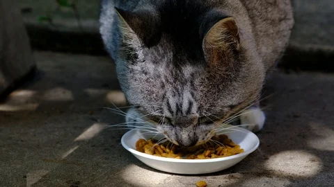 Close up shot of tom cat eating Video stock 121680284