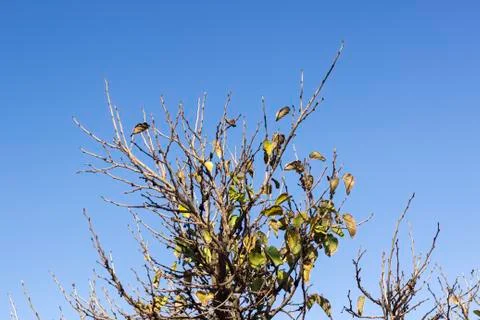 Close-up shot of top branch of tree in autumn season Stock Photos