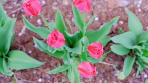 Close-up shot of a top view of red tulips in a garden on a beautiful spring day. Stock Footage 150809709