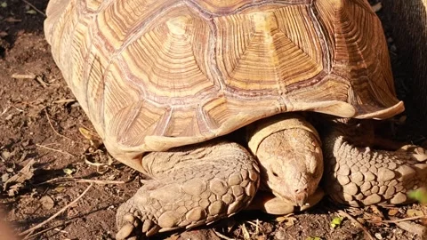 Close Up Shot of a Tortoise Emerging from Its Shell Stock Footage 327272684