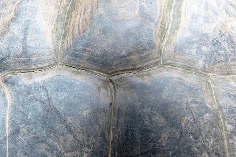 A close-up shot of a tortoise shell, showcasing its unique texture Stock Photos