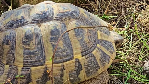 Close-Up Shot of Tortoise Walking on Ground Stock Footage 318005352