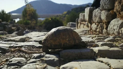 Close up of shot a tortoise walking on top of stones. turtle wandering in Stock Footage 146432625