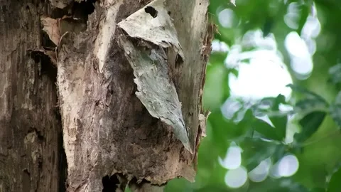 Close up shot of tree bark with blurred foliage background Stock Footage 297530886
