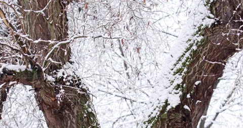 Close up shot of tree bark covered in moss and snow during blizzard Stock Footage 263425436