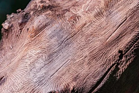 Close-up shot of tree bark, displaying various textures and patterns Multip.. Stock Photos