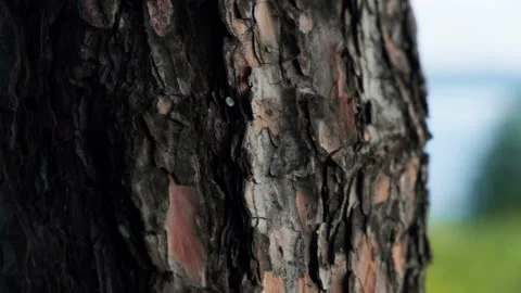 Close up shot of tree bark in a park. Stock Footage 151876317