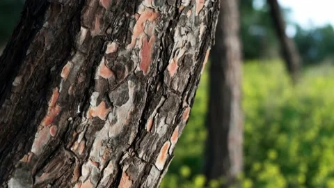 Close up shot of tree bark in a park during spring. Stock Footage 151876569