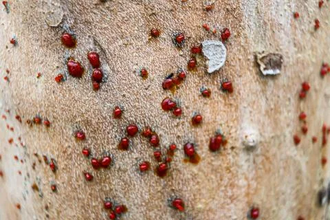Close-up shot of a tree bark surface with clusters of red insect-like formations Stock Photos