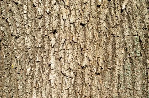 Close-up shot of tree bark texture Stock Photos