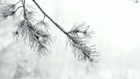 Close Up Shot Of Tree Branch Covered With Snow In frozen Weather, Riga Vídeos de archivo 228413988