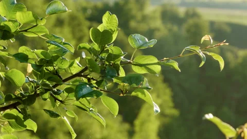 Close-up shot of the tree branch with green leaves of deciduous wood. 4K Video stock 93075870