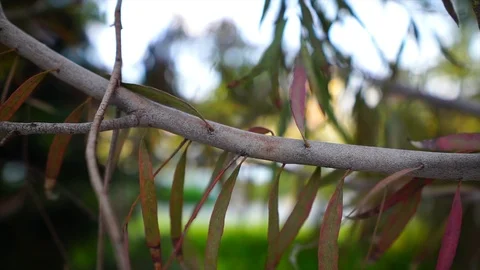 Close up shot tree branch, growth concept. Leaf and nature. Stock Footage 113455185