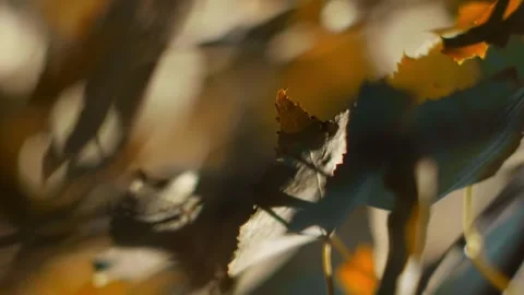 Close-up shot of a tree branch with orange leaves against a blurred background Stock Footage 256993223