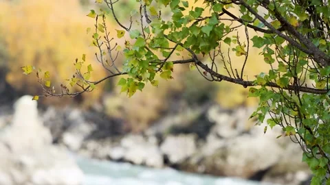 Close up shot of tree branches and green leaves gently swaying in breeze wi.. Vídeos de archivo 332597762