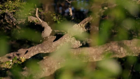Close-up Shot Of Tree Branches With Moss Stock Footage 231248617
