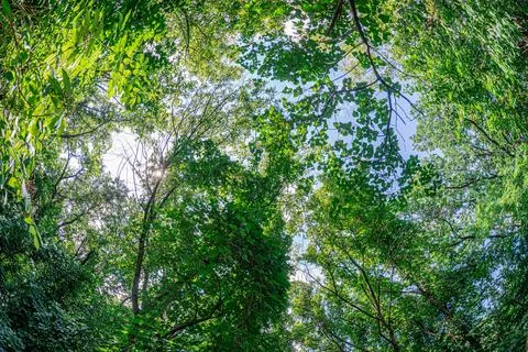 Close-up shot of tree canopy tops, lush green leaves in intricate pattern, su Stock Photos