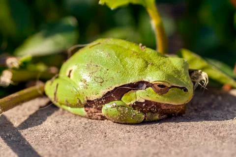 Close up shot of a tree frog. Stock Photos