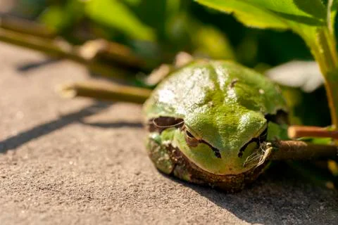 Close up shot of a tree frog. Stock Photos