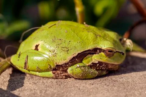 Close up shot of a tree frog. Stock Photos