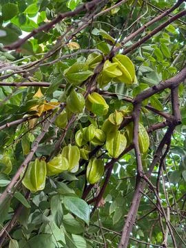 A Close up shot of a tree full of starfruit Stock Photos