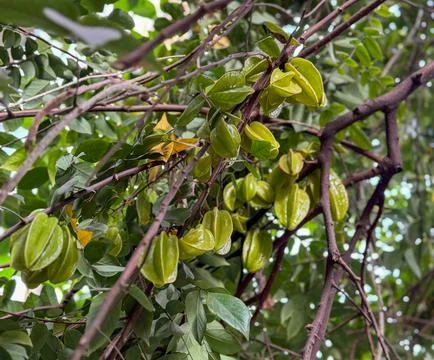 A Close up shot of a tree full of starfruit Stock Photos