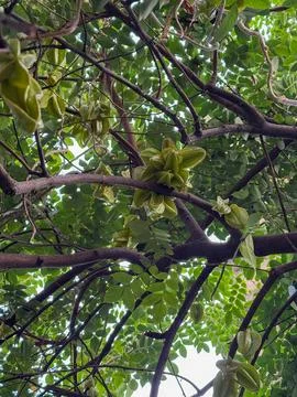 A Close up shot of a tree full of starfruit Stock Photos
